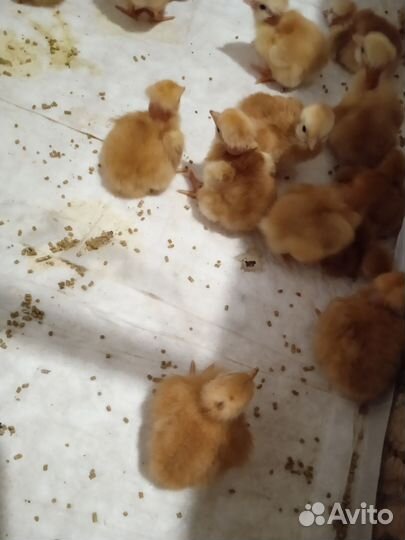 Цыплята Голошейки