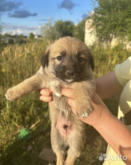 Щенок мальчик