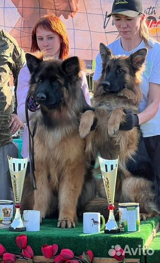 Вязка немецкая длинношерстная овчарка (кобель)