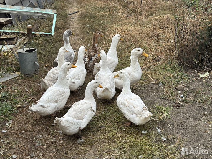 Гуси утки