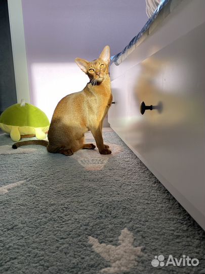 Абиссинский кот