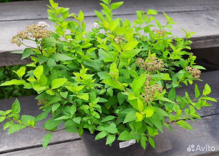 Спирея Голден Принцесс в горшке 3л