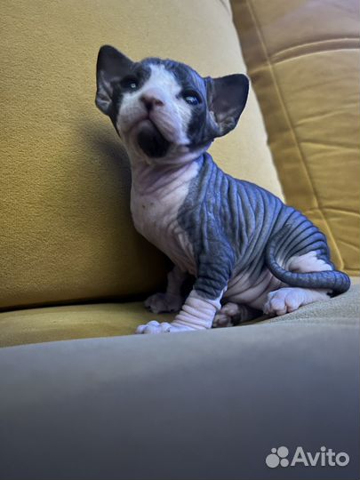 Котята сфинкс