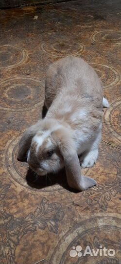 Кролики Арликин Триколор