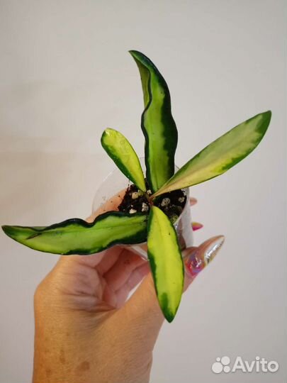 Хойя. Разные виды