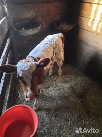 Телёнок 8 дней