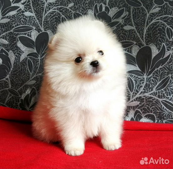 Щенки шпица