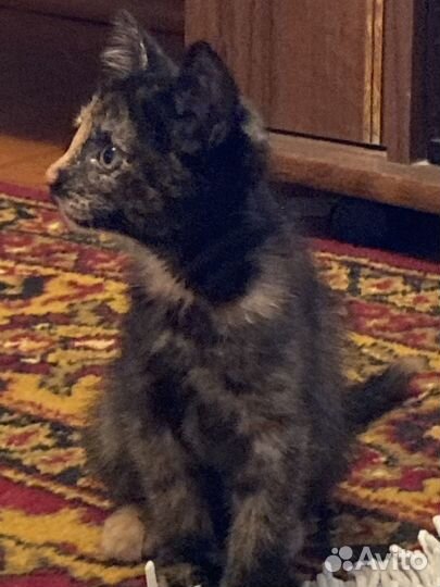 Ириска 2 месяца