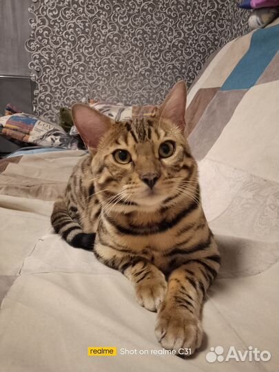 Бенгальский кот