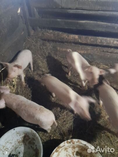 Поросята ландрас