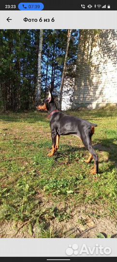 Доберман в добрые руки.Девочка 4 месяца