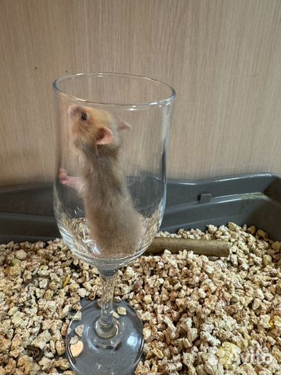 Сирийские хомяки