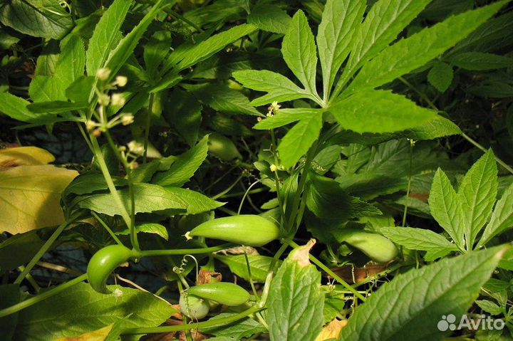 Циклантера съедобная, перуанский огурец, семена