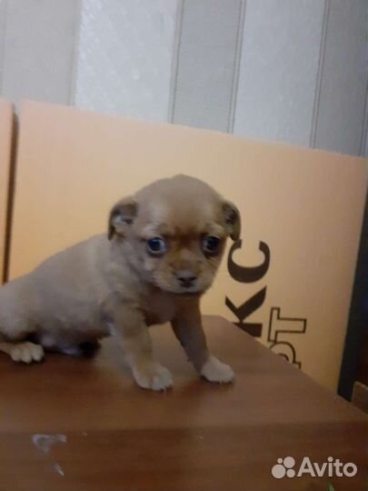 Чихуахуа и пекинес