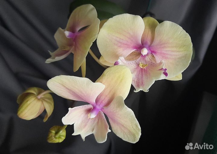 Орхидея фпленопсис бин лип