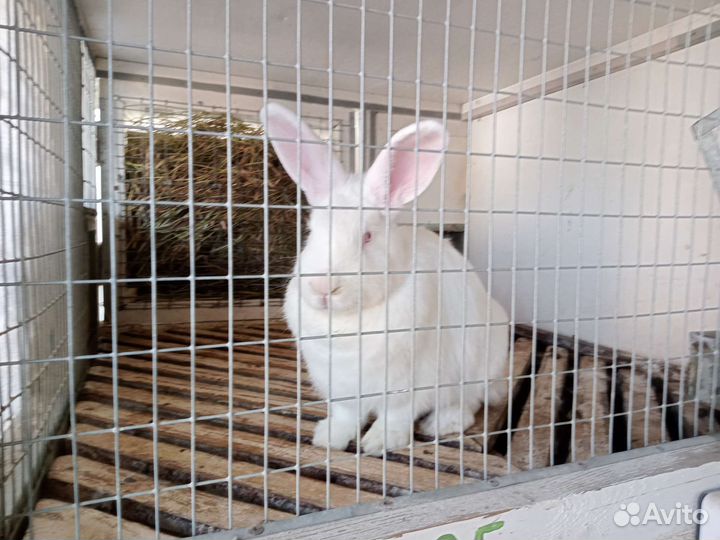 Белый панон