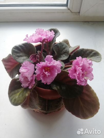 Фиалка махровая