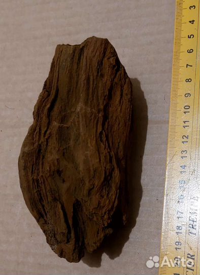 Окаменелое дерево