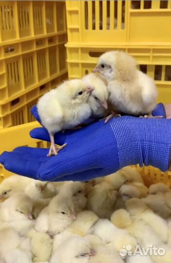 Бройлер суточный Кобб-500, Росс-308 в Тарасовском