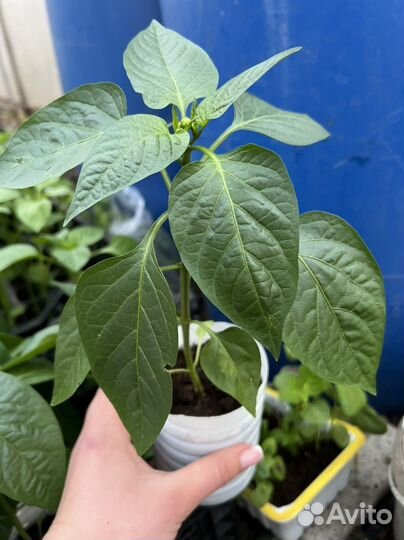 Рассада перца