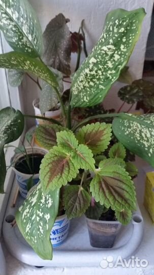 Продам рассаду комнатных растений
