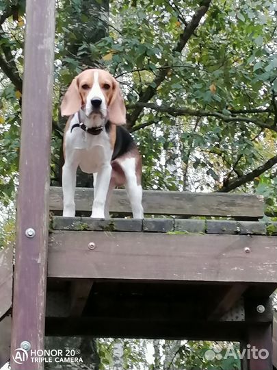 Бигль вязка