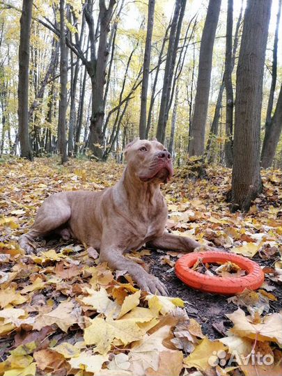 Американский питбультерьер