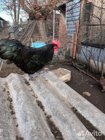 Инкубационное яйцо породных кур