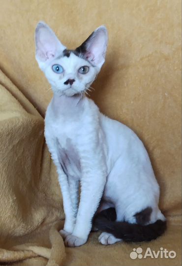 Красавица Девон Рекс уникального редчайшего окраса