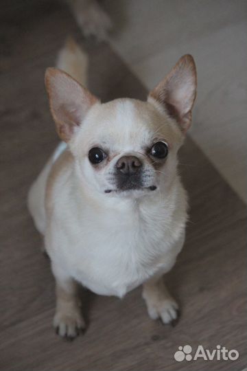 Кобель чихуахуа для вязки