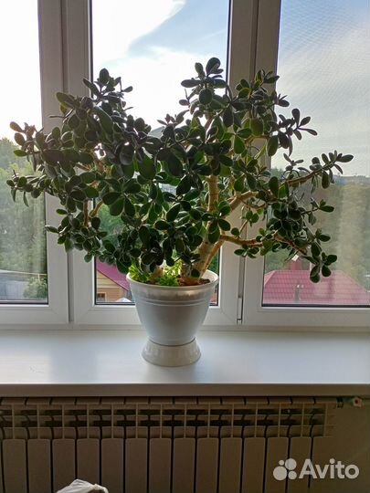 Комнатное растение Денежное дерево