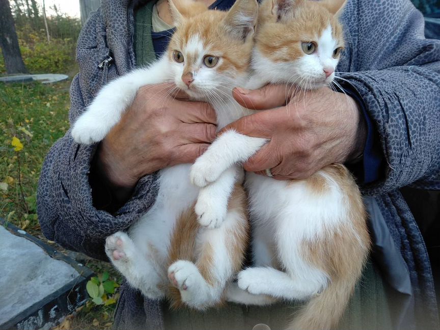 Кот молодой -рыже-белый - сторож на ночные смены