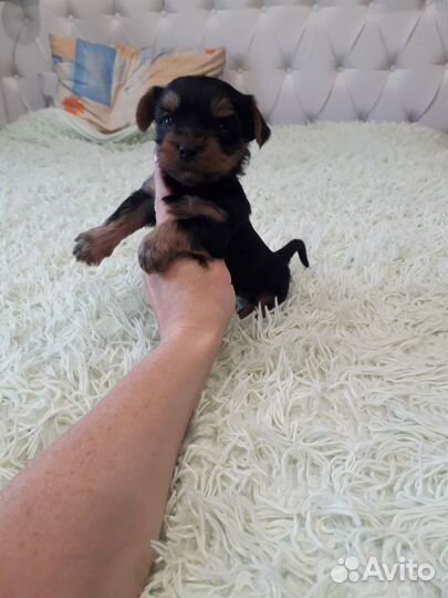 Йоркширский терьер мини