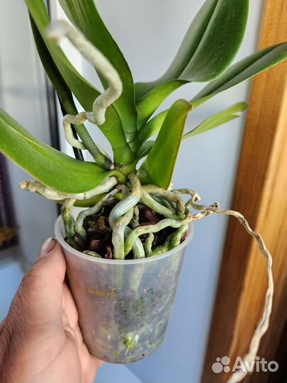 Орхидея фаленопсис