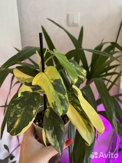 Филодендрон Виолин вар (Гитара)