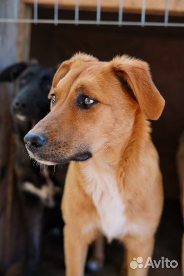 Щенок девочка в добрые руки