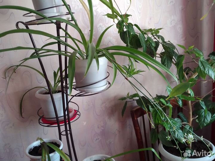 Хлорофитум