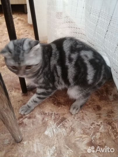 Шотландская вислоухая кошка бесплатно