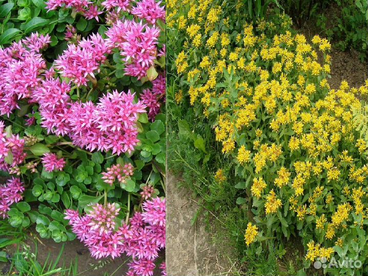 Почвопокровные растения