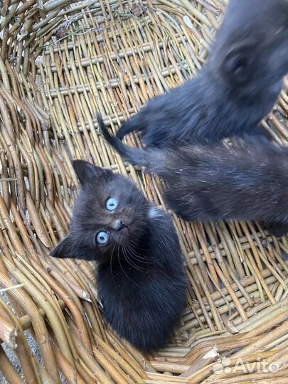 Котята