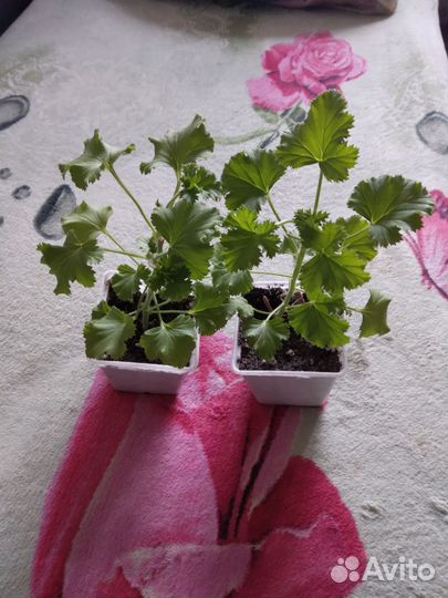 Пеларгония королевская. герань