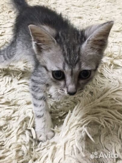 Котенок в семью
