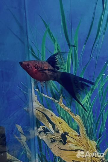 Меченосцы тигровые и берлинские