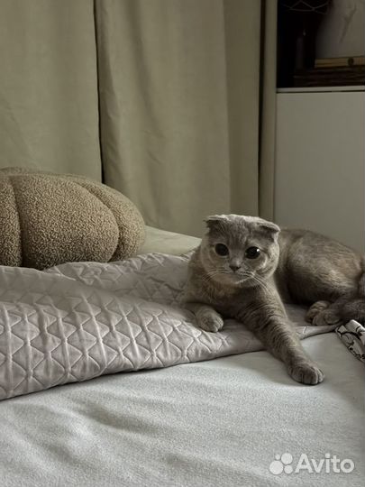 Шотланская вислоухая кошка