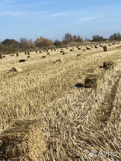 Сено с поля