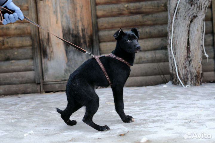 Щенок мальчик