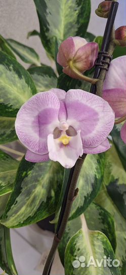 Орхидея Фаленопсис Биг Лип Аладдин Кисс