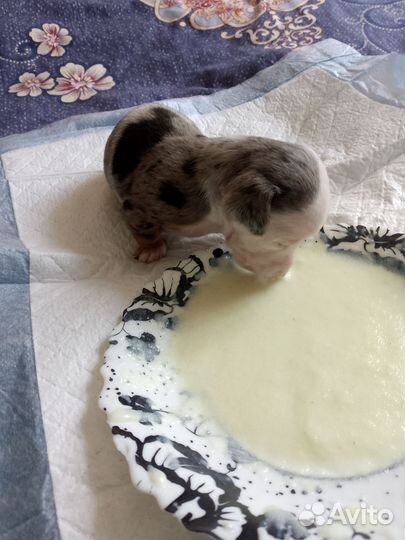 Щенки таксы