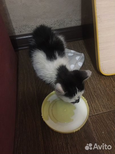 Отдам котенка бесплатно (девочка)