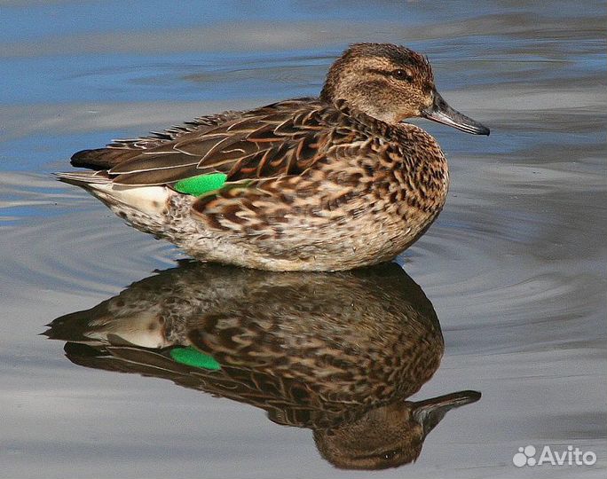 Акриловый манокHelen Baud на чирка-свистунка (сам